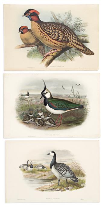 (BIRDS.) John Gould. Group of 7 hand-colored lithographed plates from Birds of Great Britain and Birds of Asia.